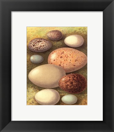 Framed Bird Egg Collection IV Print