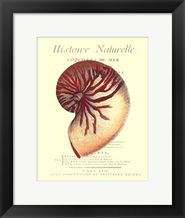 Framed Coquilles De Mer I Print