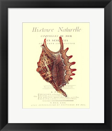 Framed Coquilles De Mer III Print