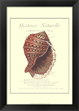 Framed Coquilles De Mer IV Print