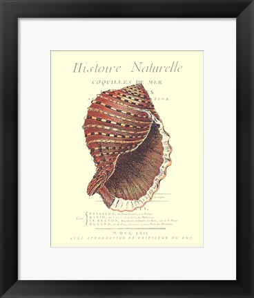 Framed Coquilles De Mer IV Print