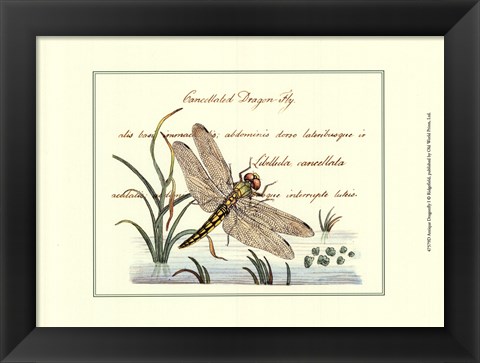 Framed Antique Dragonfly I Print