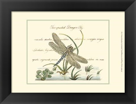 Framed Antique Dragonfly II Print