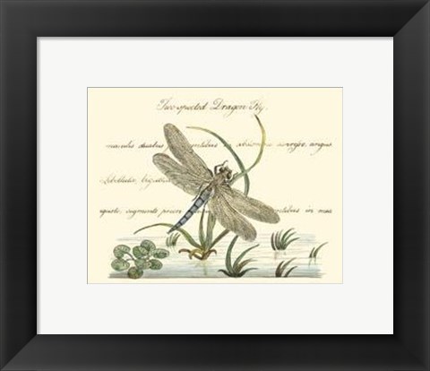 Framed Antique Dragonfly II Print