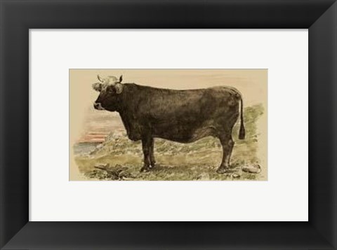 Framed Antique Cow V Print