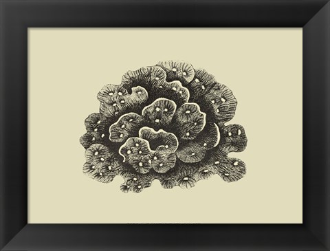 Framed Coral On Khaki I Print