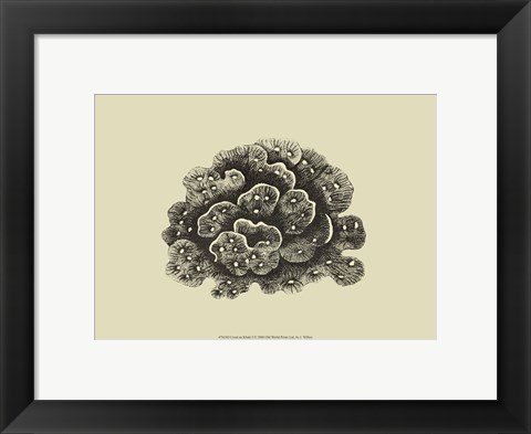 Framed Coral On Khaki I Print