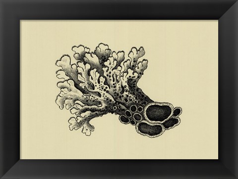 Framed Coral On Khaki II Print