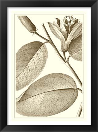 Framed Cropped Sepia Botanical II Print