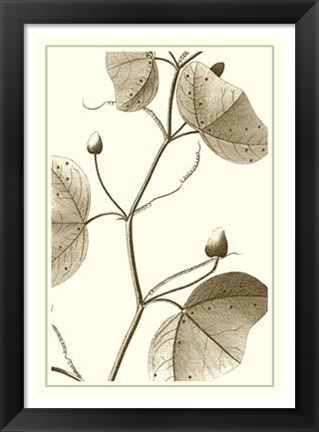 Framed Cropped Sepia Botanical IV Print