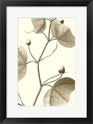 Framed Cropped Sepia Botanical IV Print