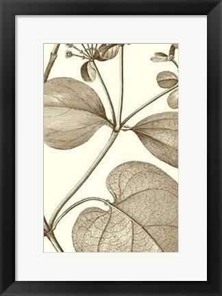 Framed Cropped Sepia Botanical V Print