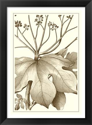 Framed Cropped Sepia Botanical VI Print