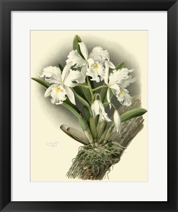 Framed Dramatic Orchid I Print