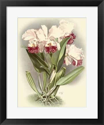 Framed Dramatic Orchid IV Print