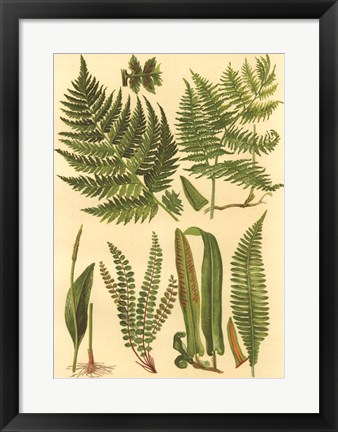 Framed Fern Collection I Print