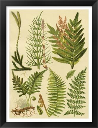 Framed Fern Collection II Print