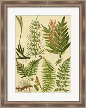 Framed Fern Collection II Print