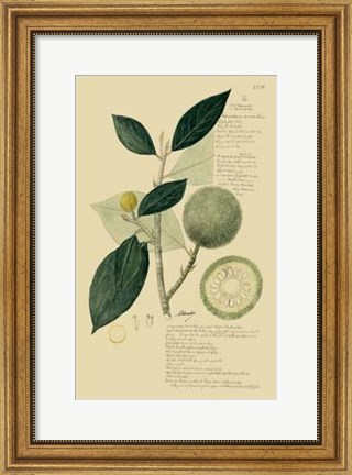 Framed Descubes Tropical Fruits I Print