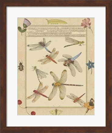 Framed Dragonfly Manuscript IV Print