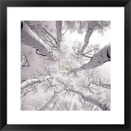 Framed Silver Birch Print