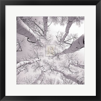 Framed Silver Birch Print