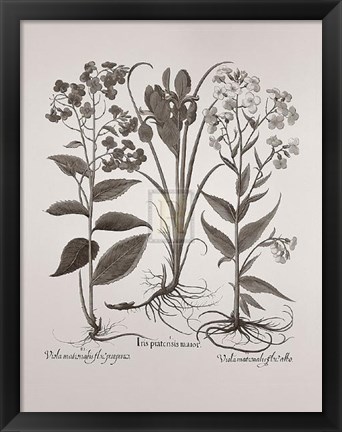 Framed Botanical V Print