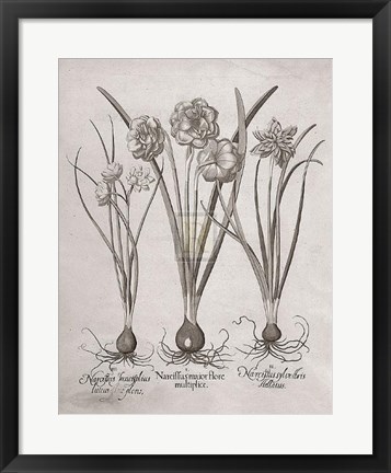 Framed Botanical VI Print