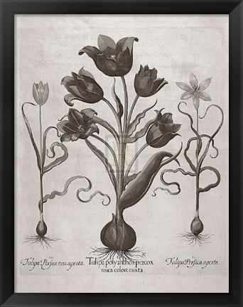 Framed Botanical VII Print