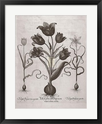 Framed Botanical VII Print