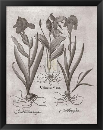 Framed Botanical VIII Print