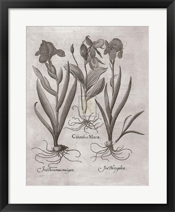 Framed Botanical VIII Print