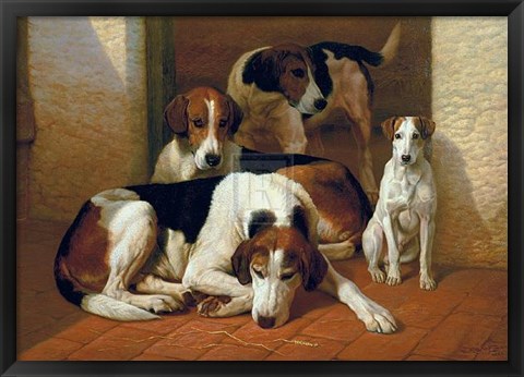 Framed Foxhounds and a Terrier Print