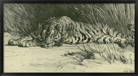 Framed Tiger Resting Print