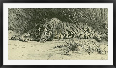 Framed Tiger Resting Print