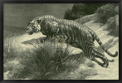 Framed Tiger Print