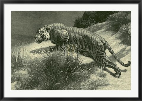 Framed Tiger Print