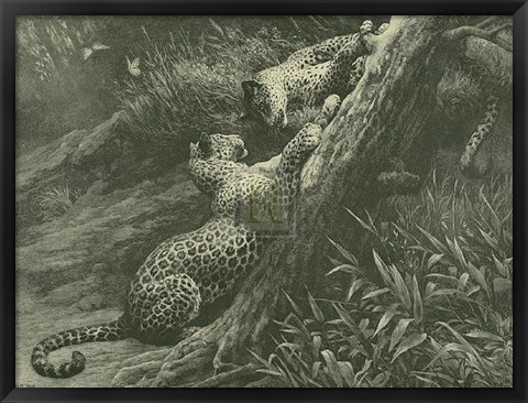 Framed Leopards on a Branch Print