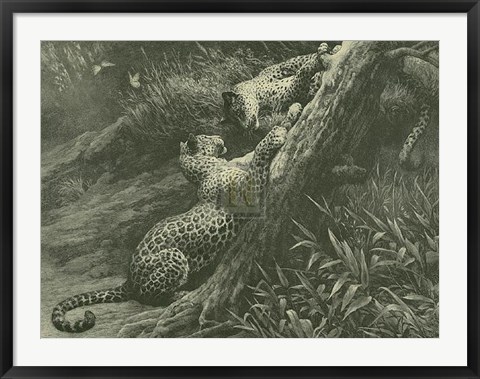 Framed Leopards on a Branch Print