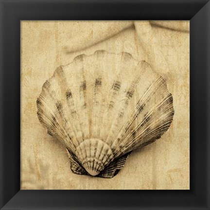 Framed Scallop Print