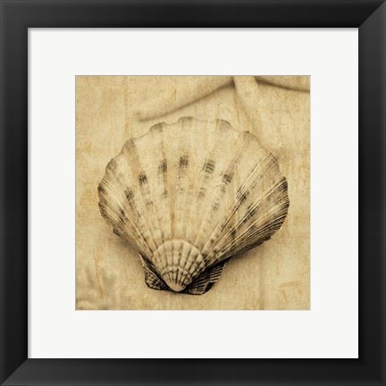 Framed Scallop Print