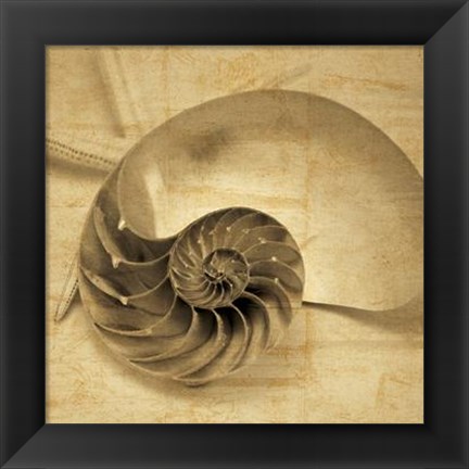 Framed Chambered Nautilus Print