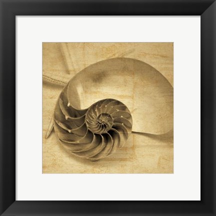 Framed Chambered Nautilus Print