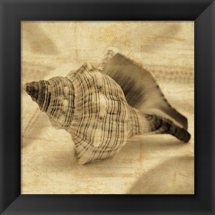 Framed Conch Print