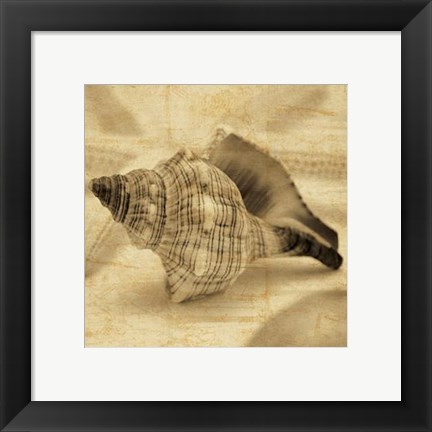 Framed Conch Print