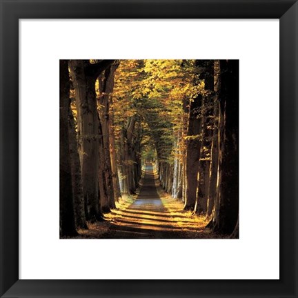 Framed Tree Lined Avenue Print