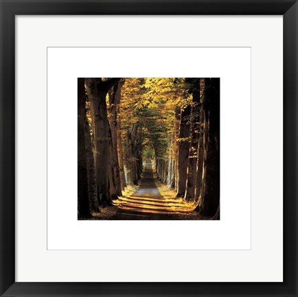 Framed Tree Lined Avenue Print