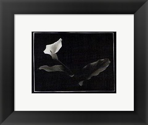 Framed Calla Lily, Bermuda Print