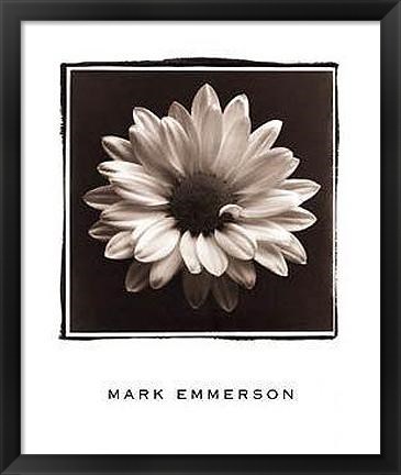 Framed Mary Ann (Daisy), Bermuda Print