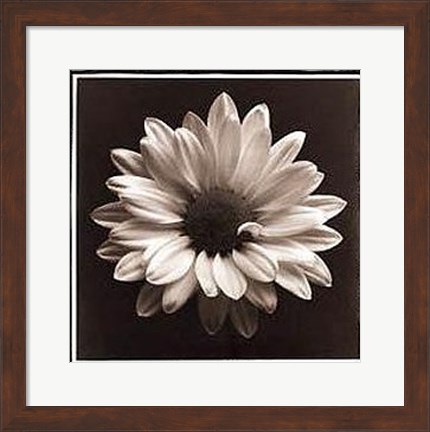 Framed Mary Ann (Daisy), Bermuda Print